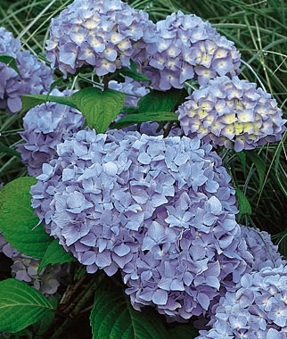 Grow a Blue Garden: Hydrangea Nikko Blue