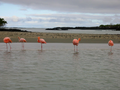 (Ecuador) – Galápagos Islands