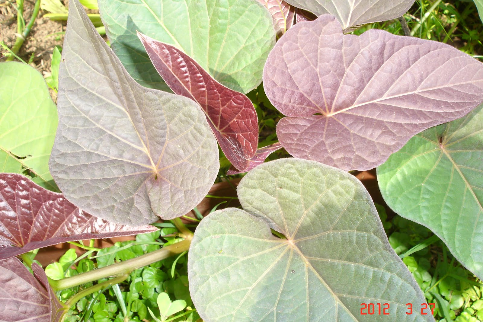 A Singaporean Uncle in Australia Sweet Potato Leaves Fried With Sambal