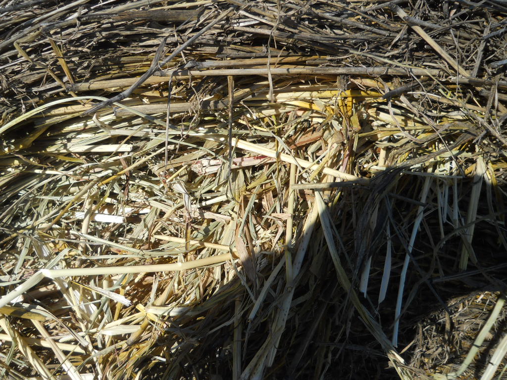 White House Farms Fescue Free Horse Hay!