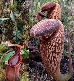 [Image: Nepenthes.jpg]
