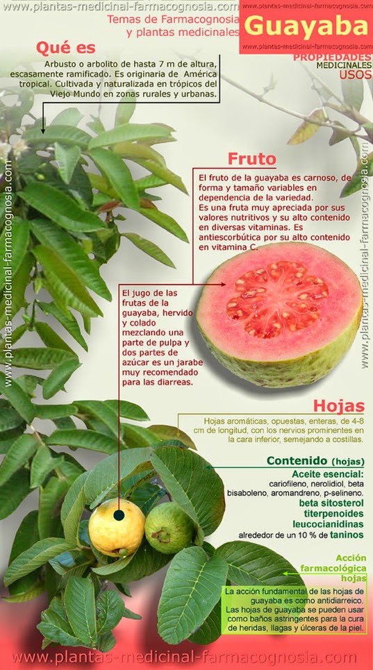 Diario Científico TIC 3 Biología Ficha ecológica GUAYABA