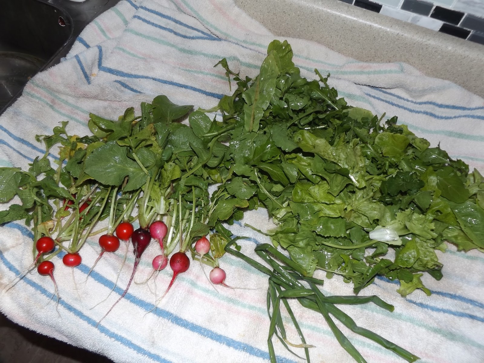 Winter Radish & Greens harvest (picture) Gardening Forums