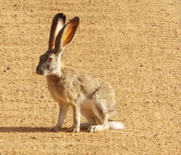 Gone To Smell the Roses Rabbit in the Kalahari Desert