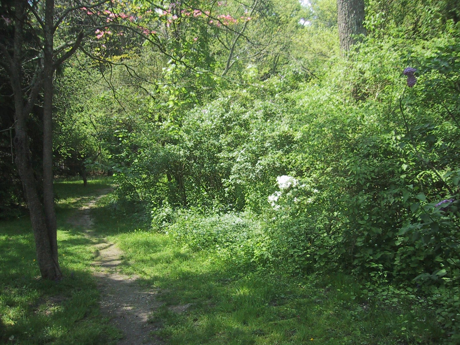 In the Country when lilacs last in the dooryard bloom'd