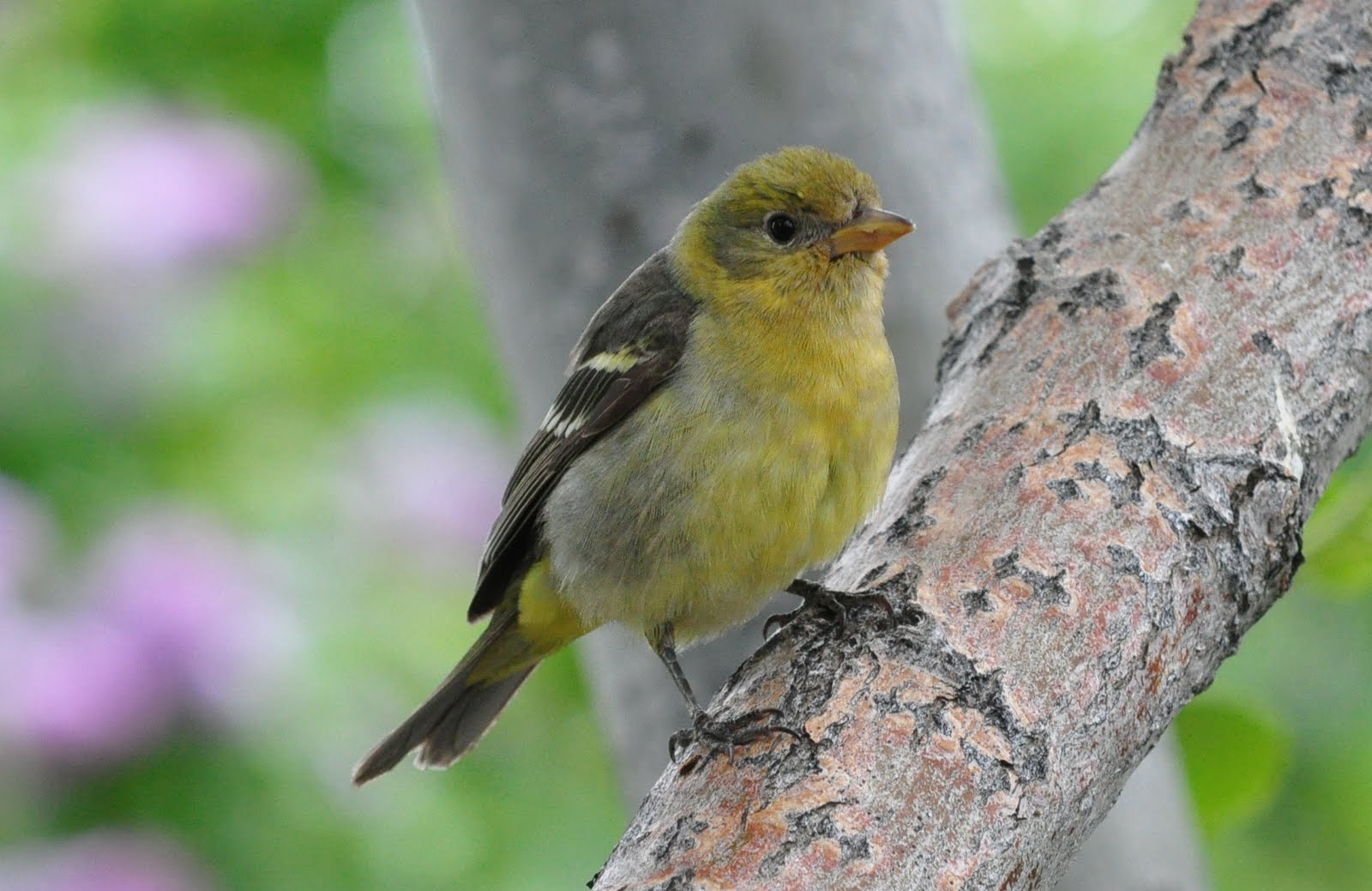 Birds of Madison County Western Tanagers attack oranges