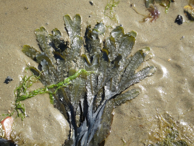 Overlapping branches of flat seaweed with many 'toes'.