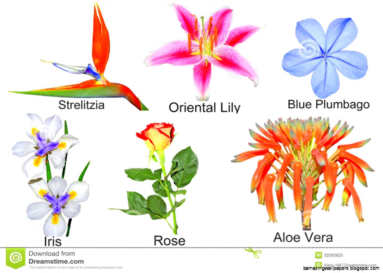 Common Flowers With Name Common Flowers With Name