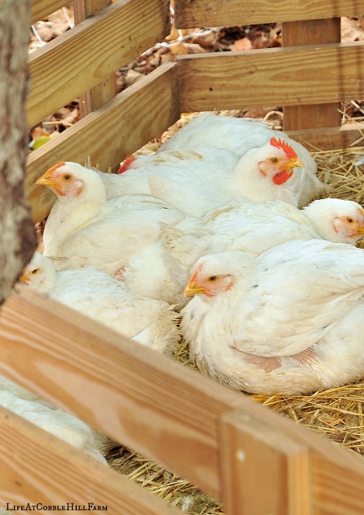 Raising Chickens For Meat Life At Cobble Hill Farm