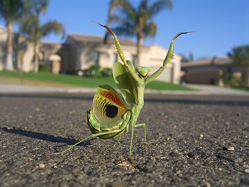 Funny Insects