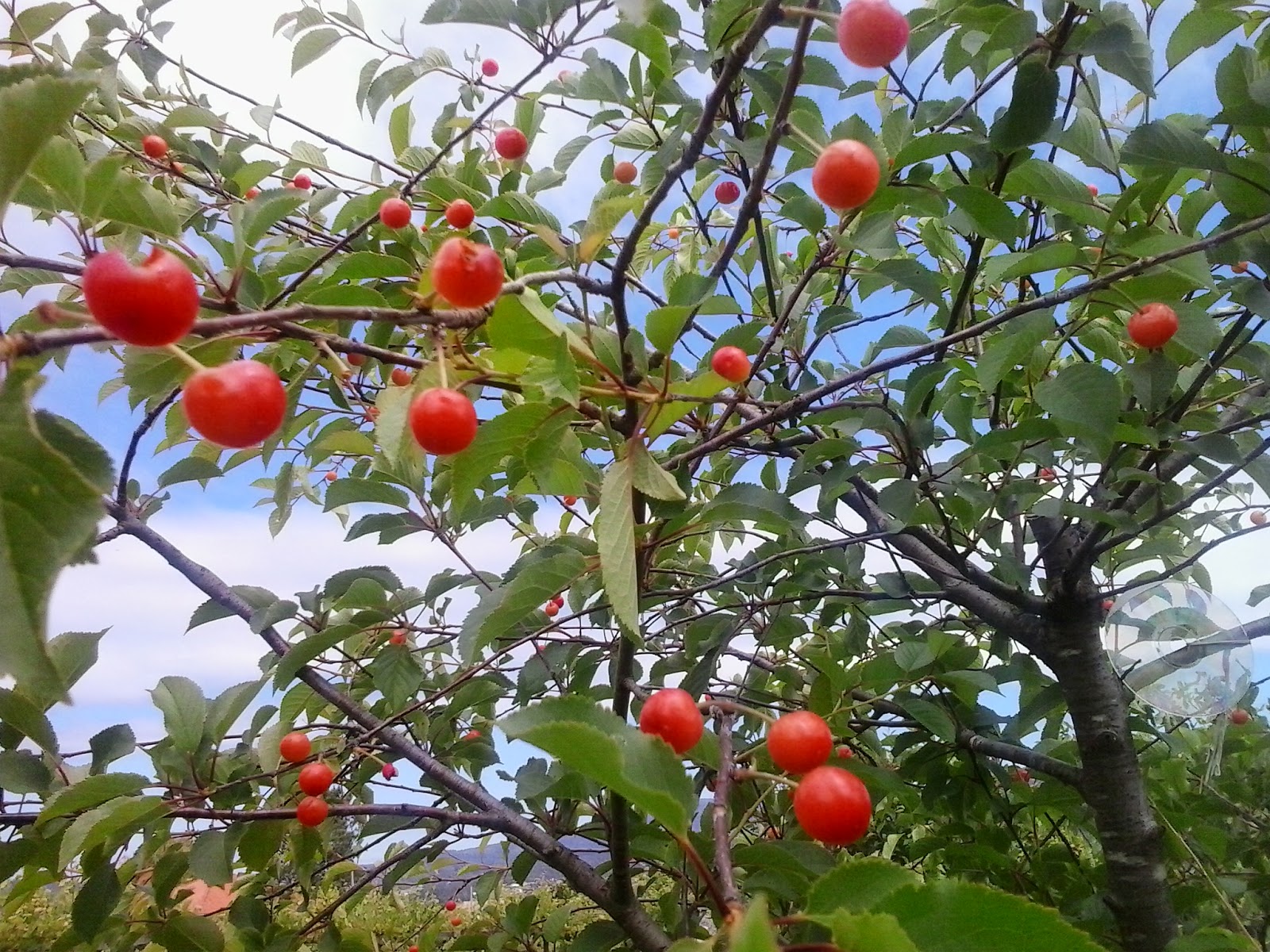Guindas: mermelada y licor | Cocina y relájate
