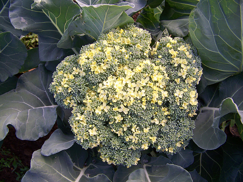 Our Nature Broccoli!