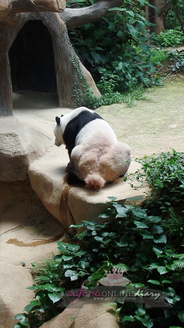 Sambutan Hari Lahir Panda Gergasi di Zoo Negara Panda Gergasi Malaysia