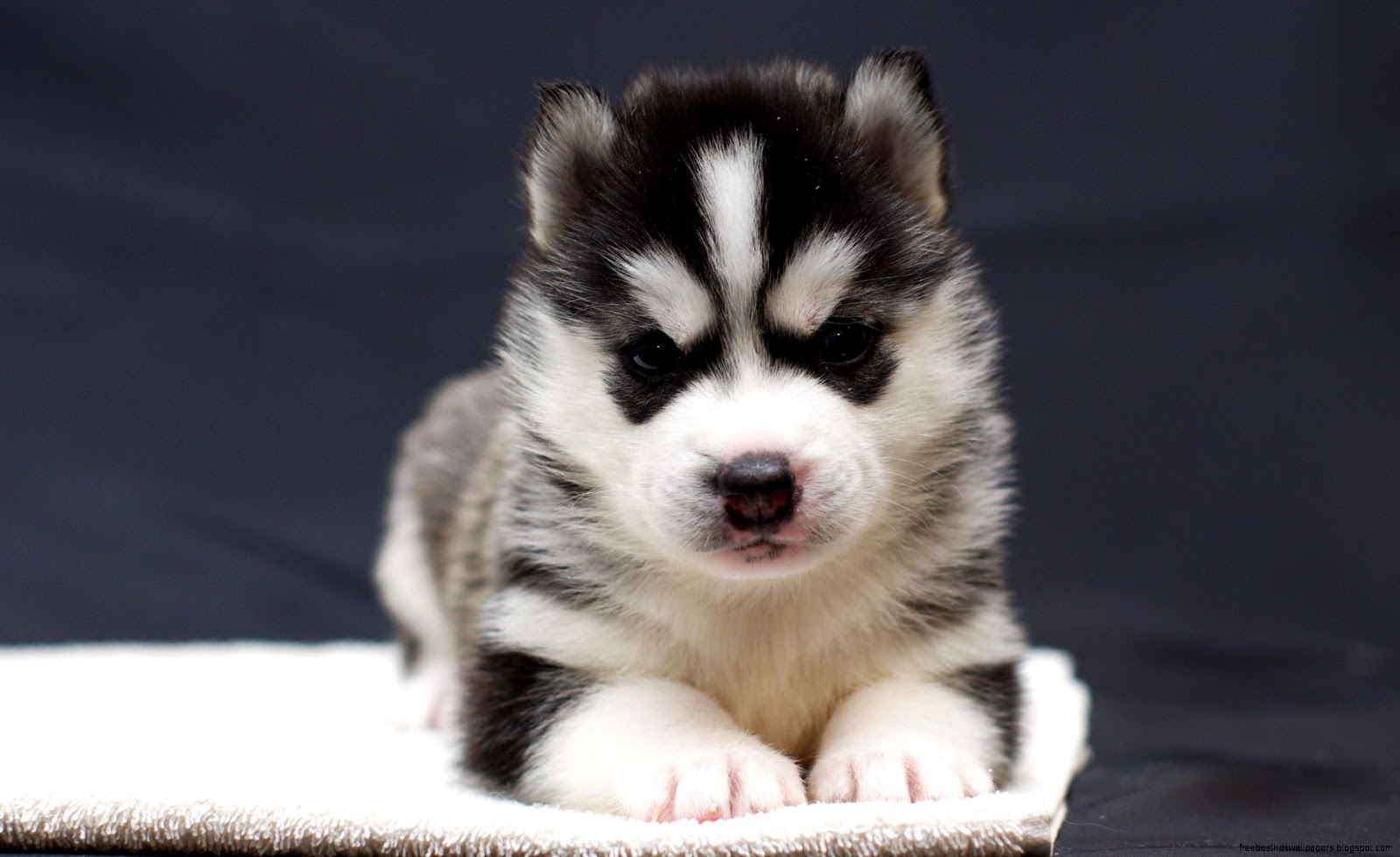 Cute Husky Puppies Cute Husky Puppies
