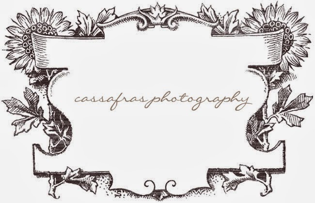 Cassafras|Photography