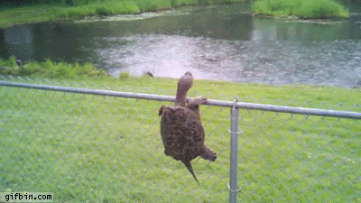 Funny animal gifs - part 117 (10 gifs), turtle climbs fence