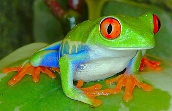 Funny Animals: Cute Frog New Photos