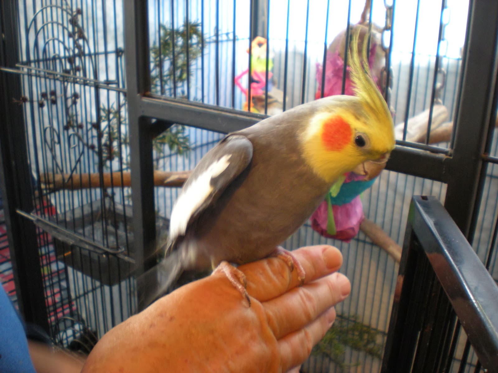 Bird Rescue Near Me Phone Number at Sammie Lemaster blog