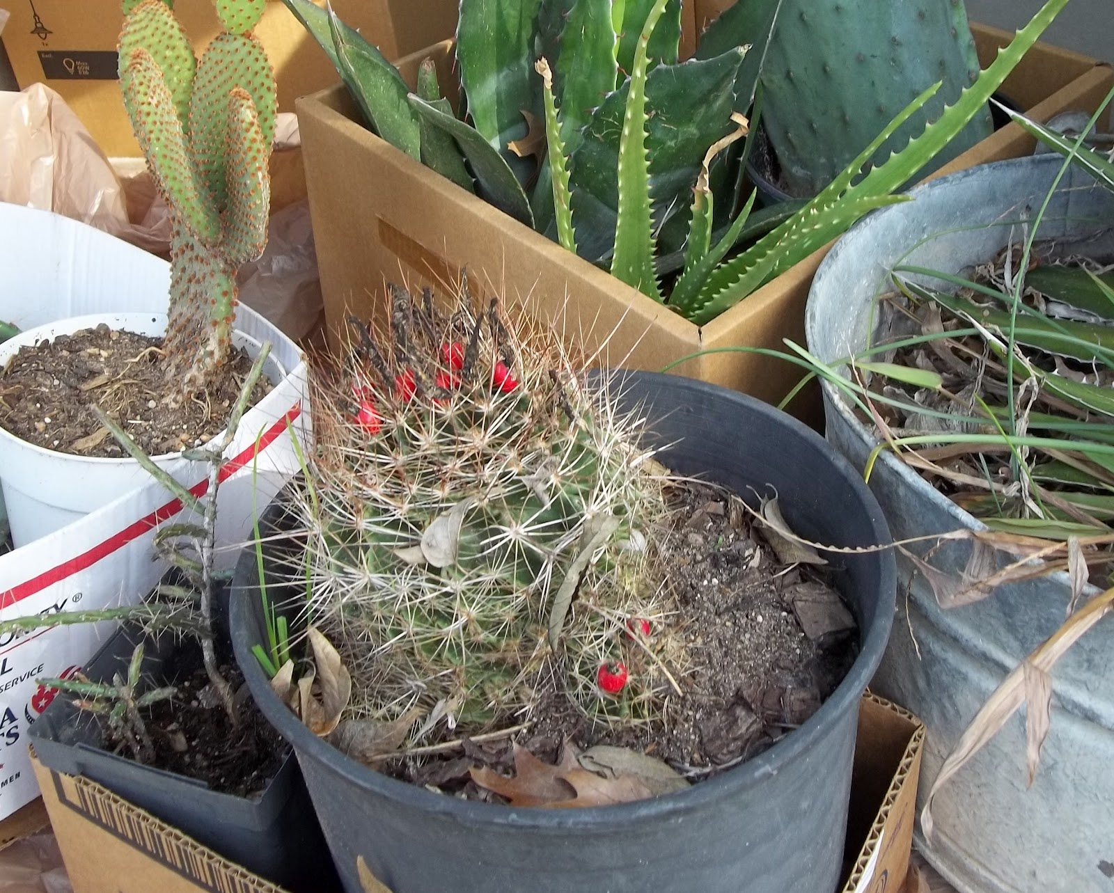 RockOakDeer Propagating Barrel Cactus Pups