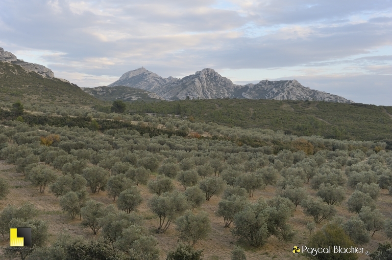 champ d'olivier en provence photo blachier pascal
