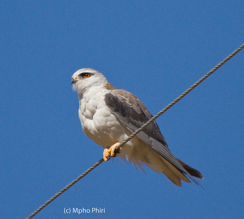 Mahikeng Birding Blog Blackshouldered Kites during season of veld fires