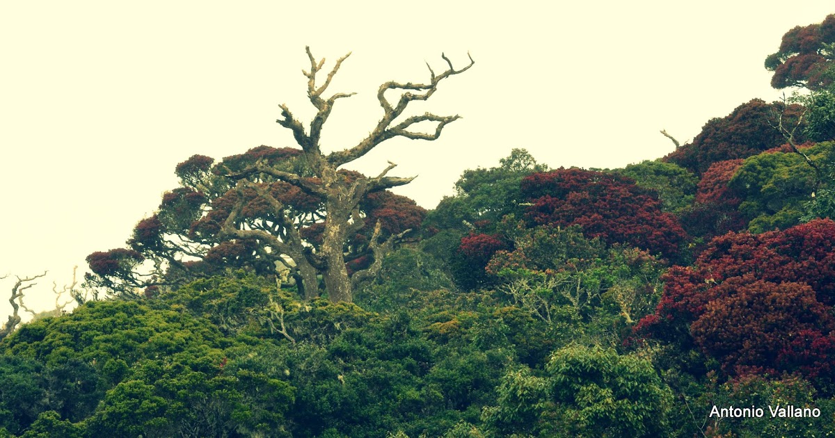 Fotografias de Antonio Vallano Nuwara Eliya Horton