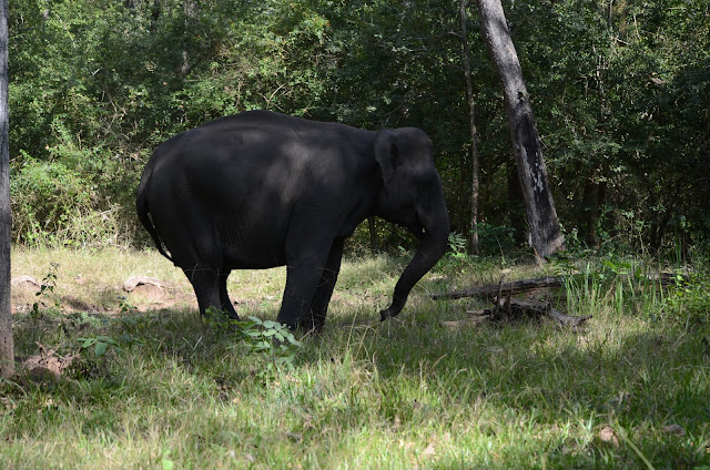 elephant retreats nagarhole