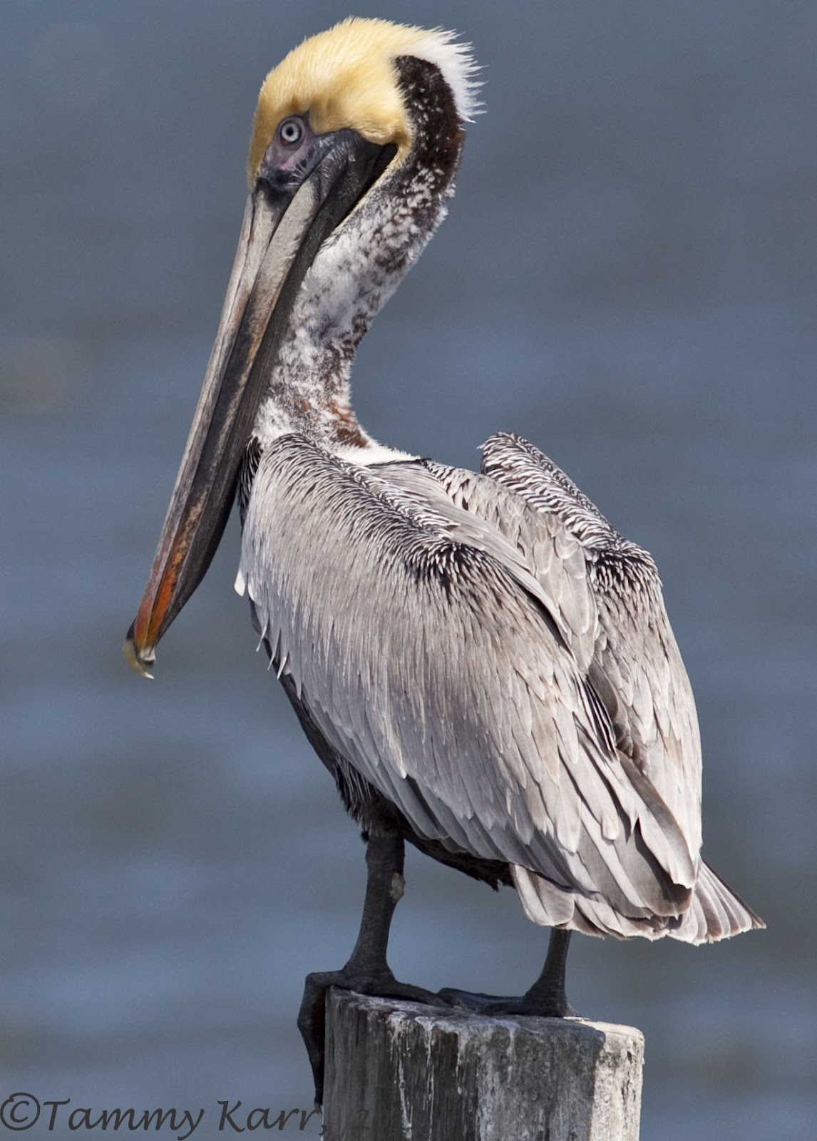 i heart florida birds: Afternoon Delight