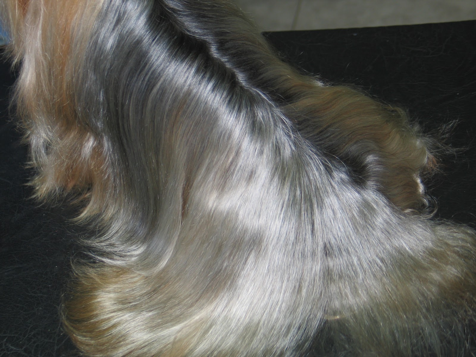 Professional Dog Grooming Shampoo MD10 Collection Champu para Perros