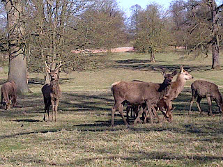 Dear at Woburn Abbey