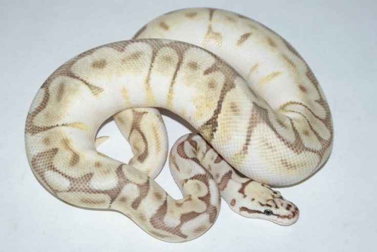 Queen Bee Python