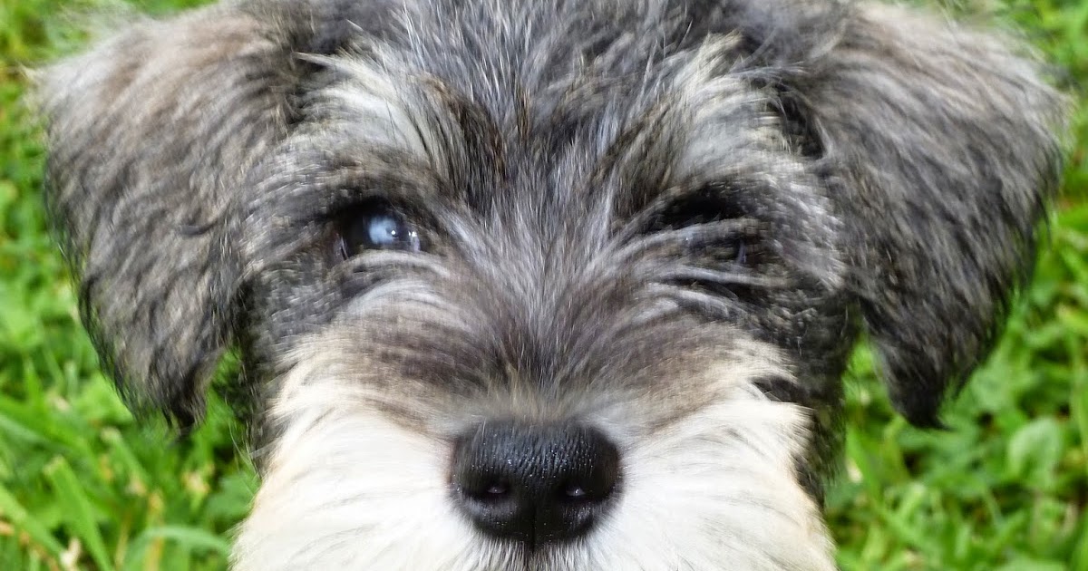 翻訳したらこうなった 外国人「うちの犬を新しいヘアスタイルにした結果・・・」