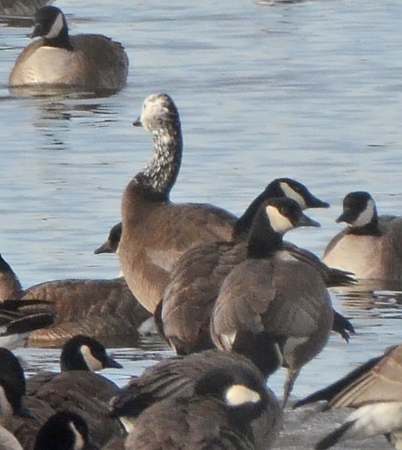 Bird Hybrids Snow Goose x Canada Goose