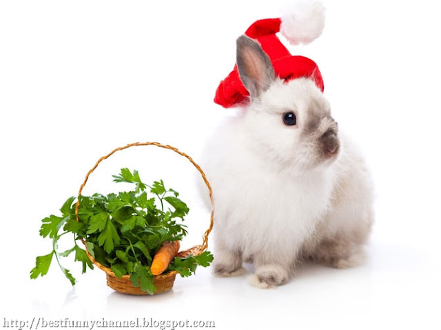 Christmas cute bunny