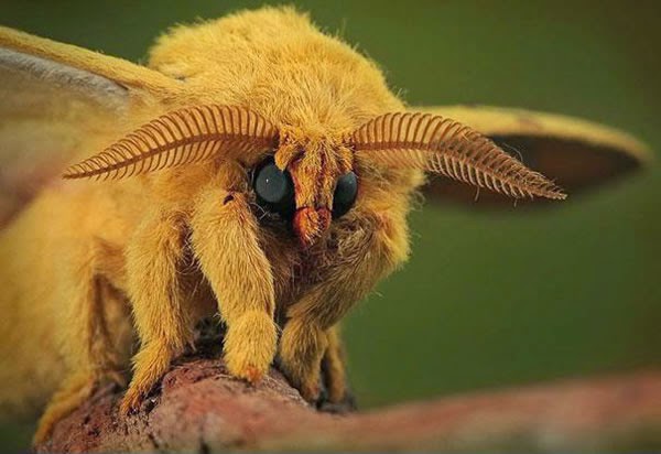 Animals You May Not Have Known Existed - Venezuelan Poodle Moth