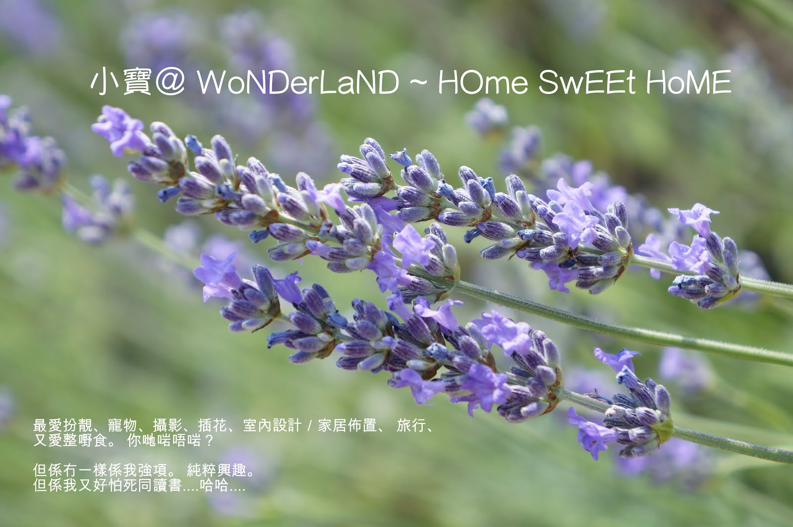 小寶＠WoNDerLaND ~ HOmE SwEEt HoME (遊記, 食譜, 購物, 美甲, 花藝)