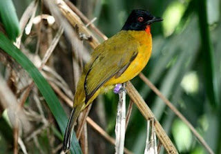 45++ Suara burung kutilang emas betina pikat terbaru