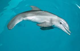 Winter the Dolphin Wallpapers & Pics | Fun Animals Wiki, Videos