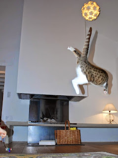 kucing lompat
