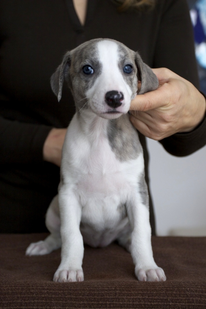 Whippet kennel Tenderline Mladički pri 6 tednih starosti