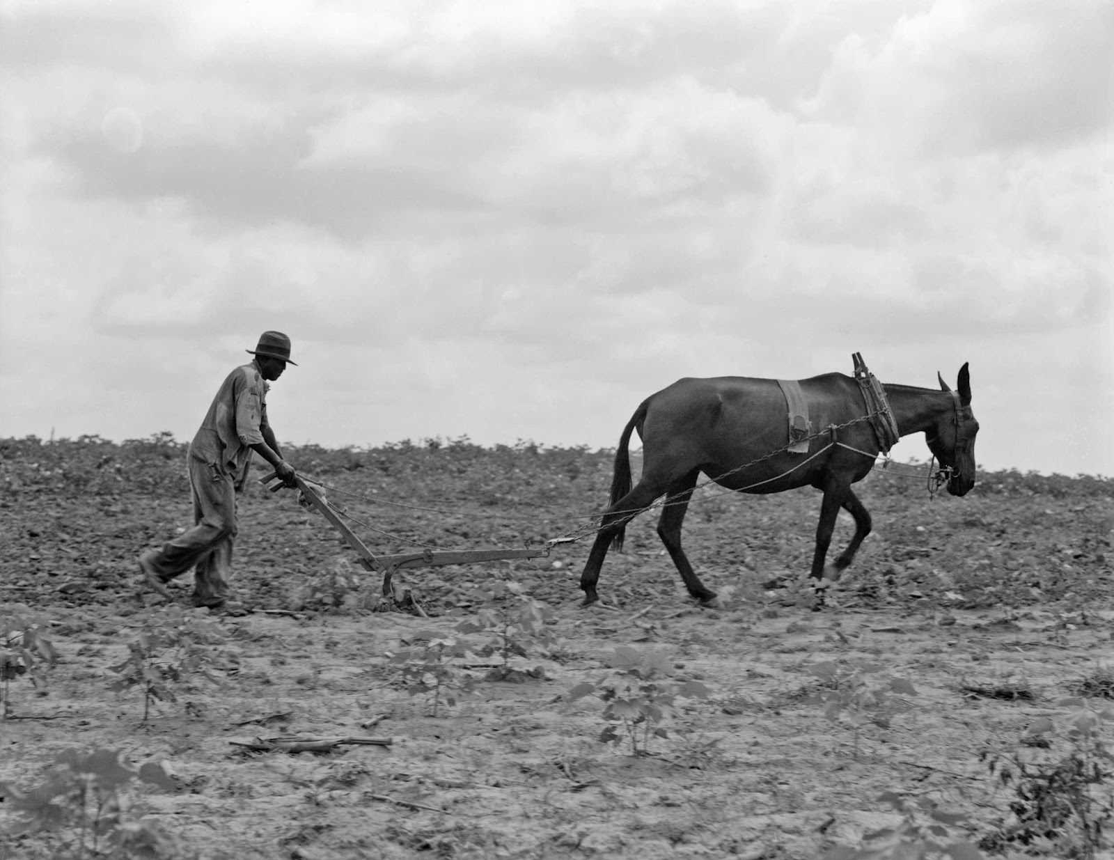 History in Photos Dorothea Lange Sharecroppers