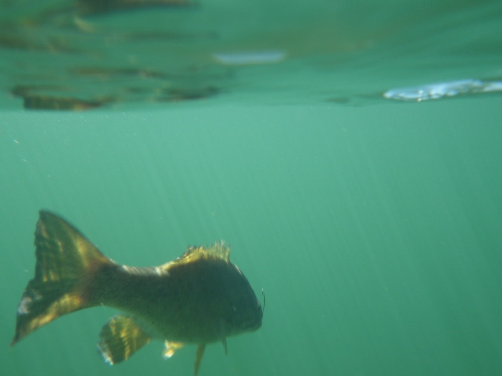 New England Striper Fishing PreSpawn Smallmouth Bass Fishing