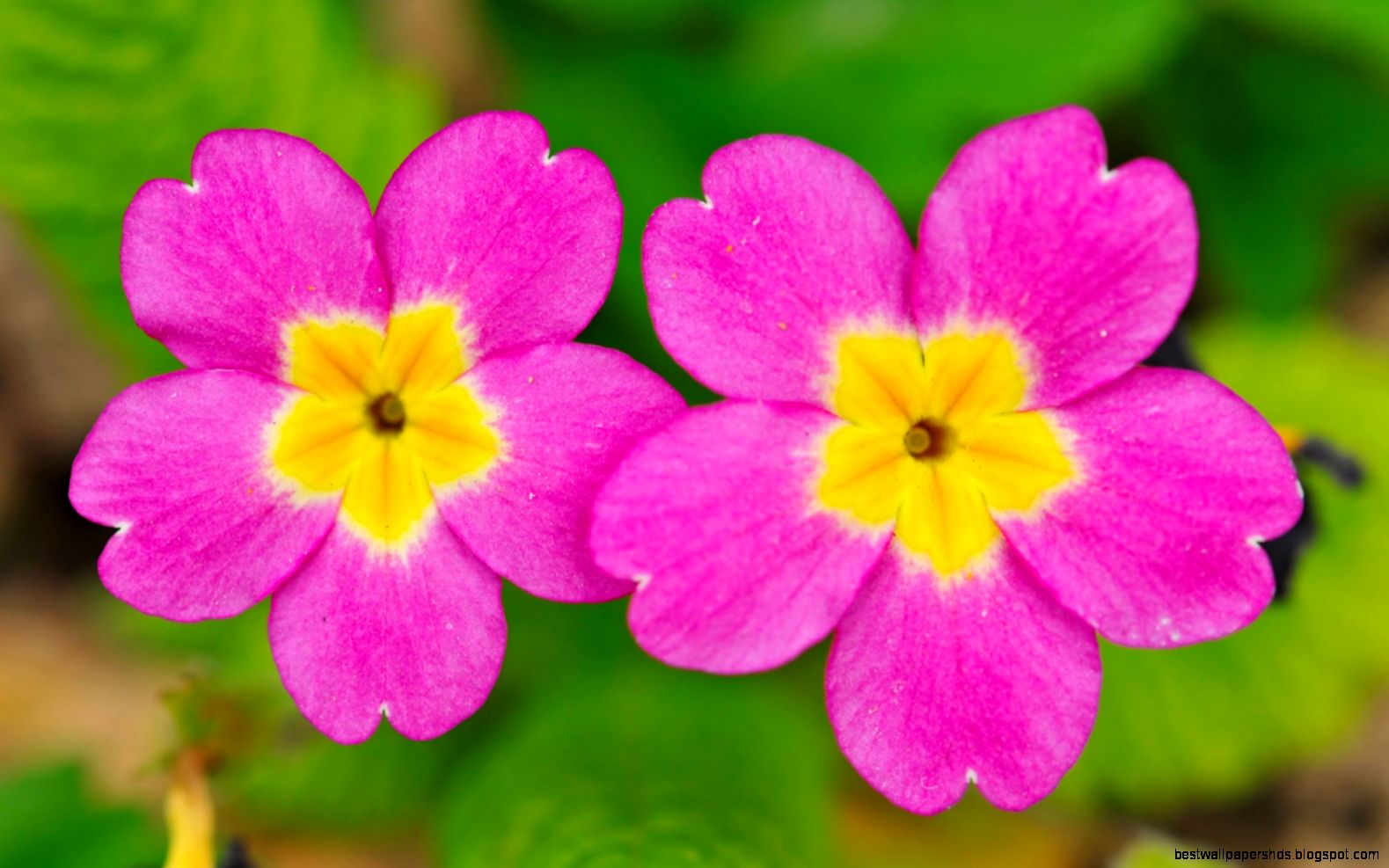 two small cute flowers 1680x1050 Wallpaper two small cute flowers 1680x1050 Wallpaper