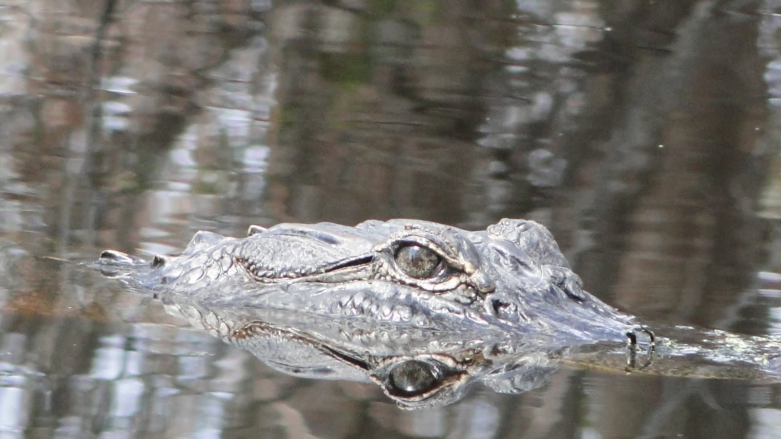 we saw that...: louisiana alligators out [2011]....2015©