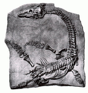 remarkable creatures remarkable creatures