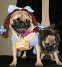 Funny Dog Pictures