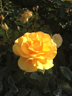 Rosa Amarela