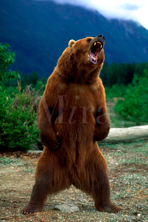Angry Bear Standing | Funny Collection World