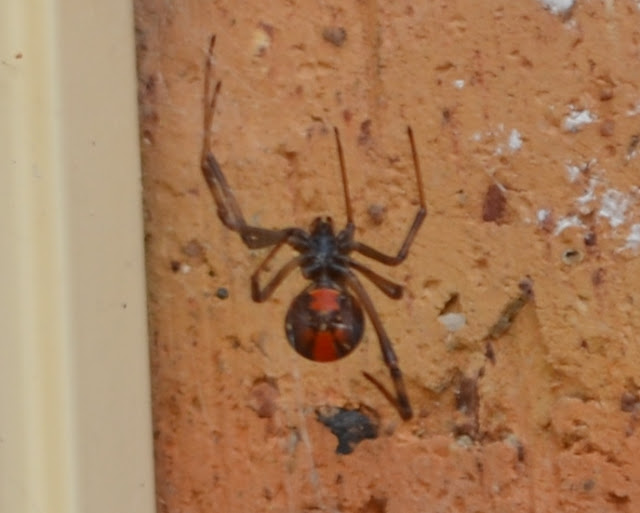 Close-up view of underside of a redback spider showing its black body and legs with distinctive red markings on its abdoment..