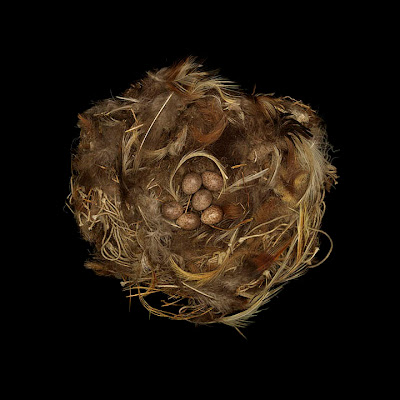 [Image: bird-nests-sharon-beals-21.jpg]